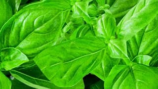 Basilic